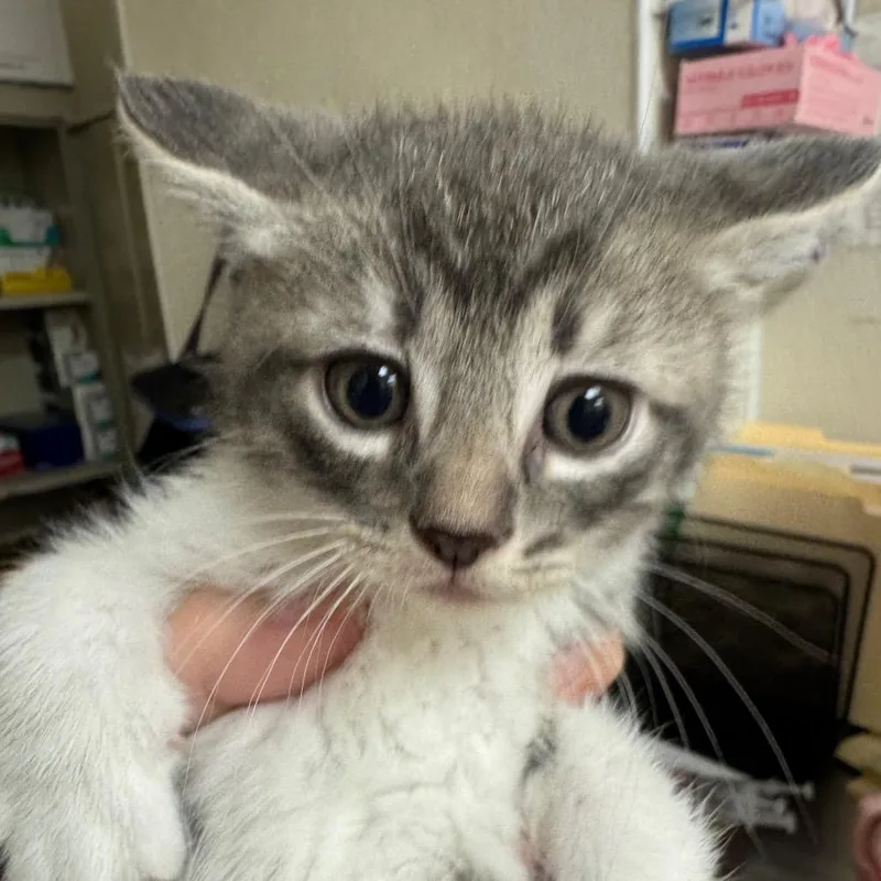 A baby small-sized male Gray / Blue / Silver Domestic Short Hair cat named Frosting for adoption in Pekin, IL