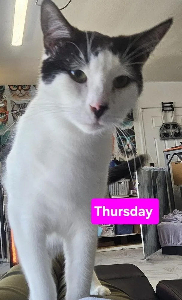 Thursday thumbnail 3