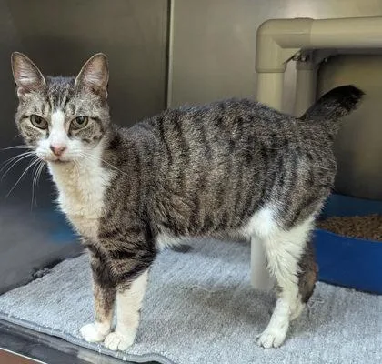 An adult medium-sized female Tabby (Gray / Blue / Silver) Domestic Short Hair cat named Blinky for adoption in Jackson, GA