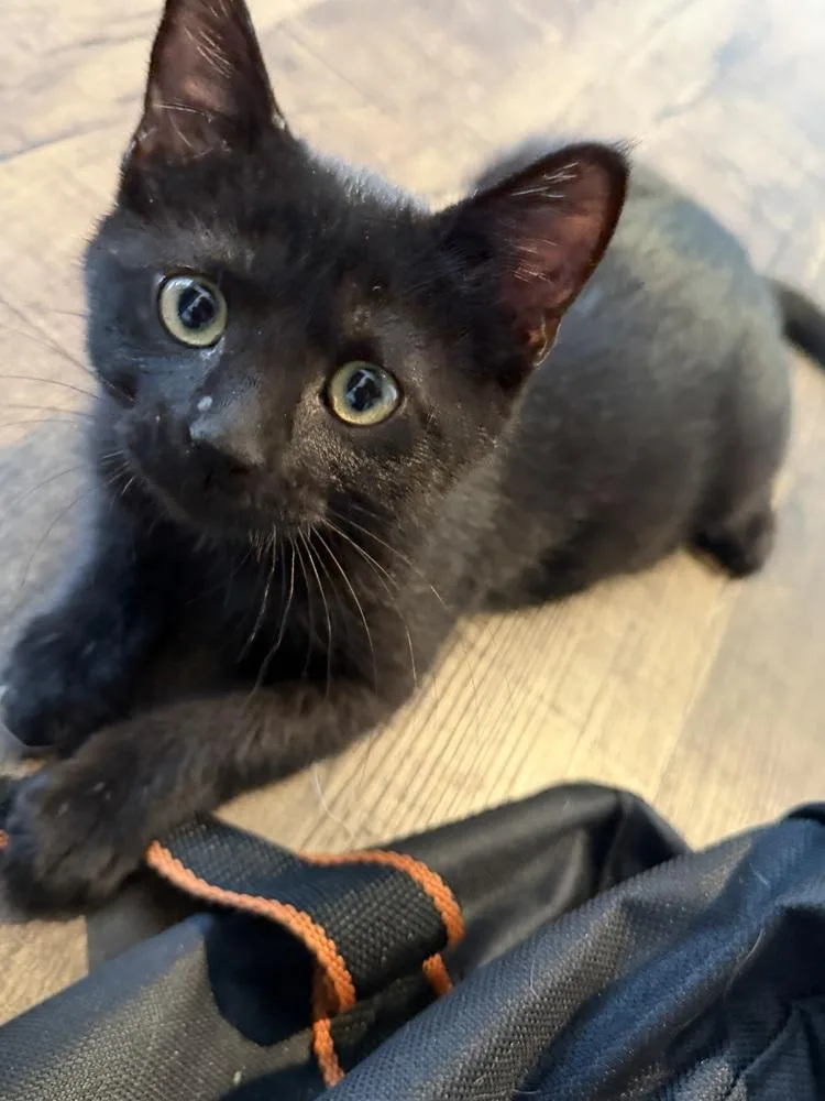 A baby small-sized male Domestic Short Hair cat named Cassius Au Bellona for adoption in Dallas, TX