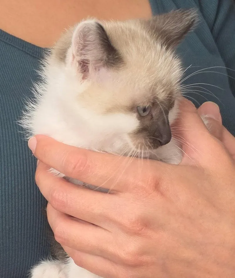 A baby medium-sized male Buff / Tan / Fawn Domestic Medium Hair cat named Oakley for adoption in San Jose, CA