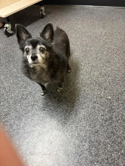 A senior small-sized female Chihuahua dog named Pixel for adoption in Roseville, CA