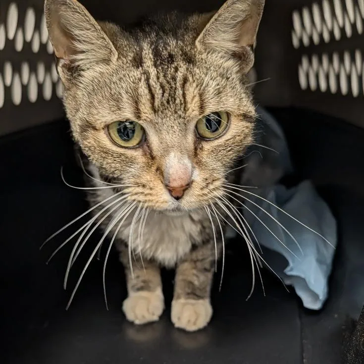 A senior medium-sized female Brown / Chocolate Domestic Short Hair cat named Mia for adoption in Greenville, SC