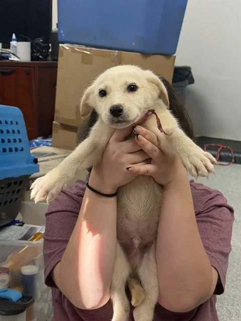 A baby small-sized male Siberian Husky dog named Ernie for adoption in Pasadena, TX