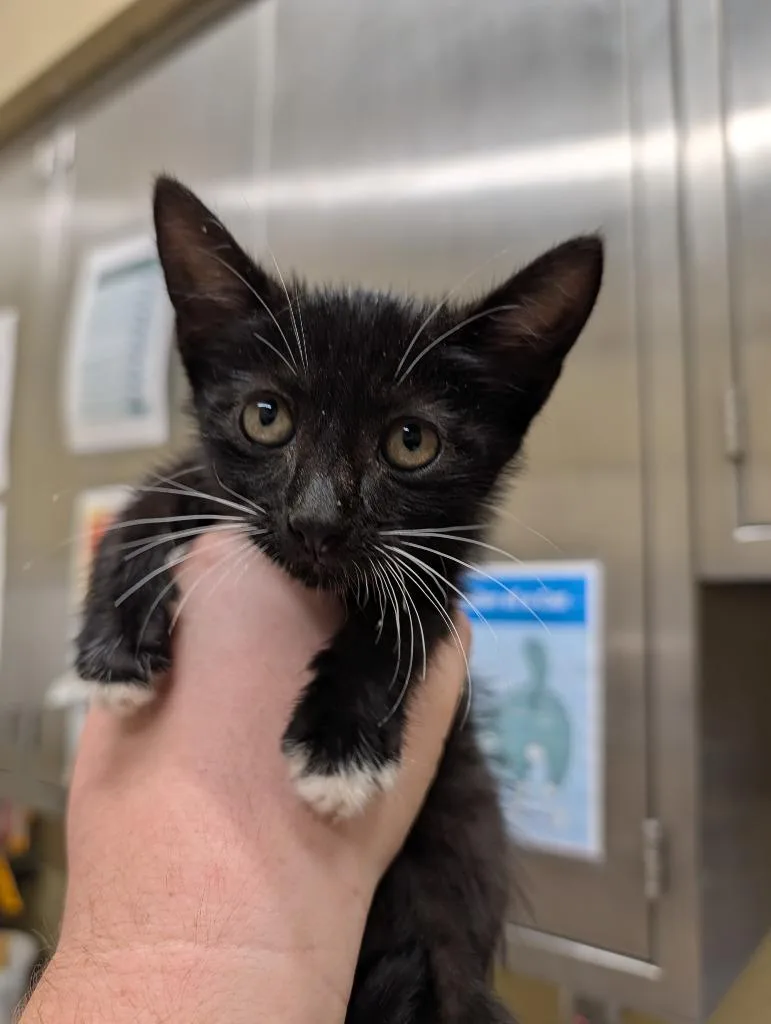 A baby small-sized male Domestic Short Hair cat named Pitt Stop for adoption in Douglasville, GA