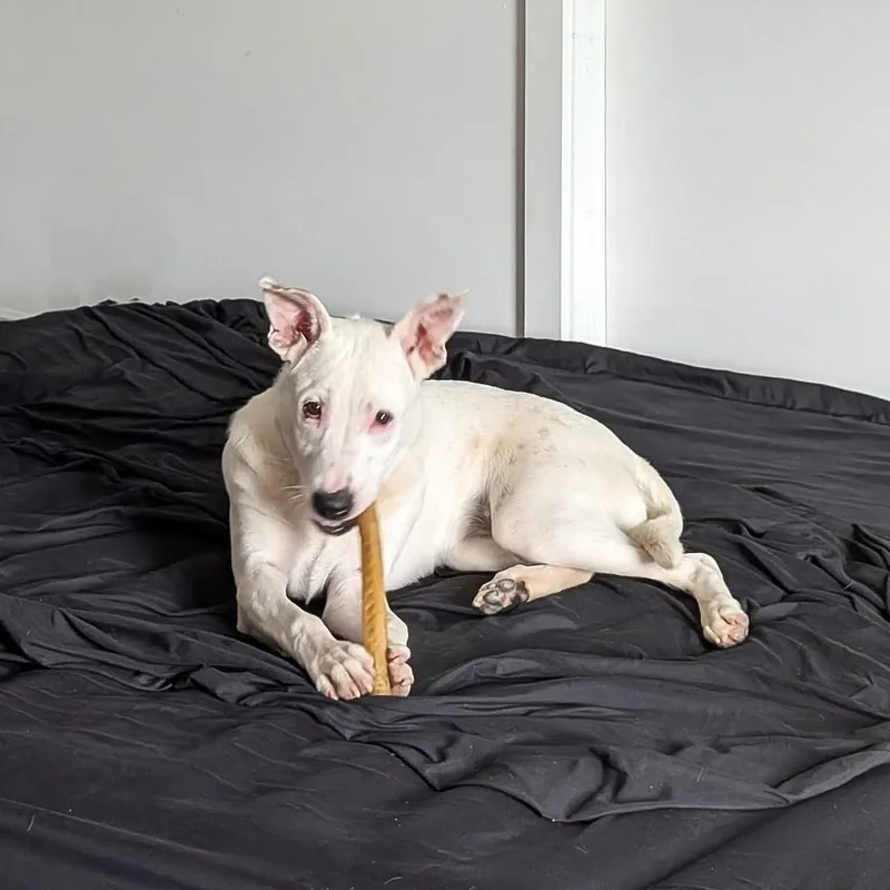 Gracie thumbnail 2
