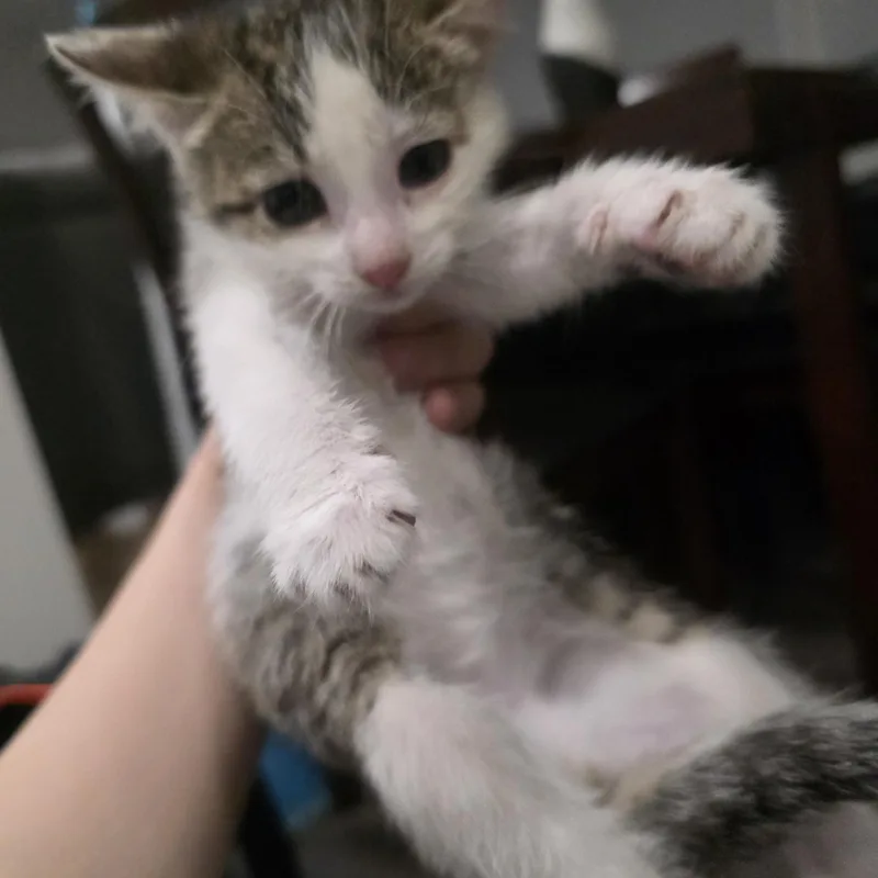 A baby medium-sized female Brown / Chocolate Domestic Short Hair cat named Coraline for adoption in Moriches, NY