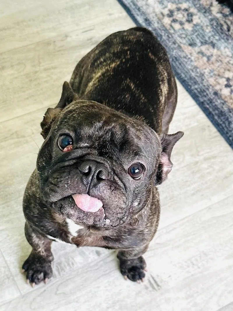 An adult small-sized male Brindle French Bulldog dog named Piggy for adoption in Estero, FL