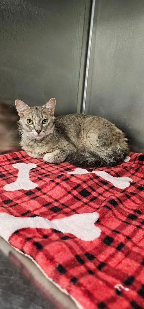 A young small-sized female Domestic Medium Hair cat named Nougat for adoption in Athens, TN