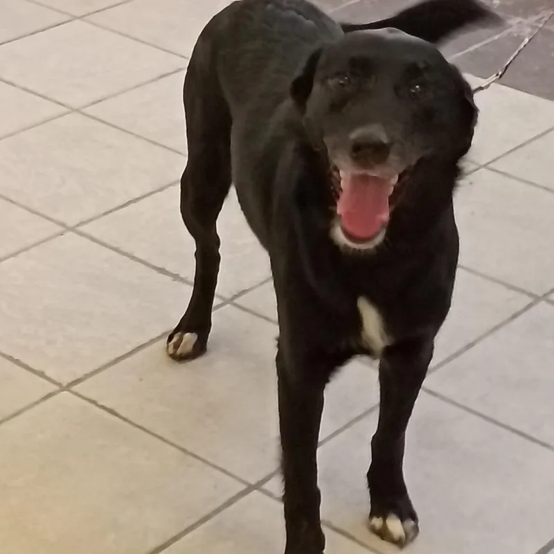 A young medium-sized female Black Mixed Breed dog named StraystAvenue for adoption in Columbus, GA