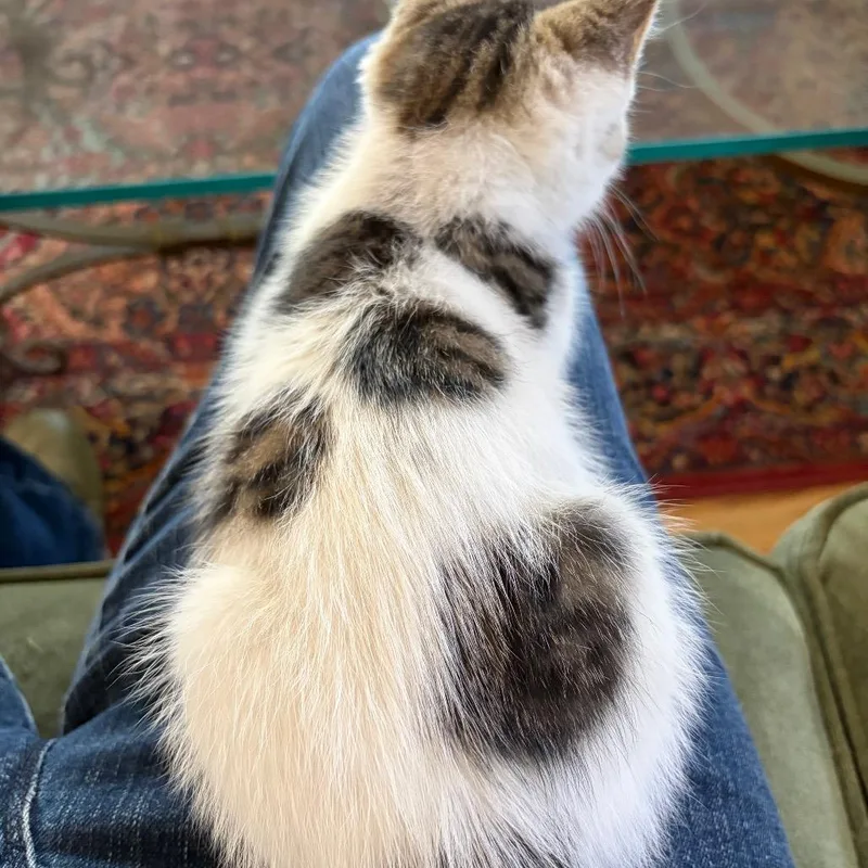 A baby small-sized male White Domestic Short Hair cat named Lalo for adoption in Chino Hills, CA