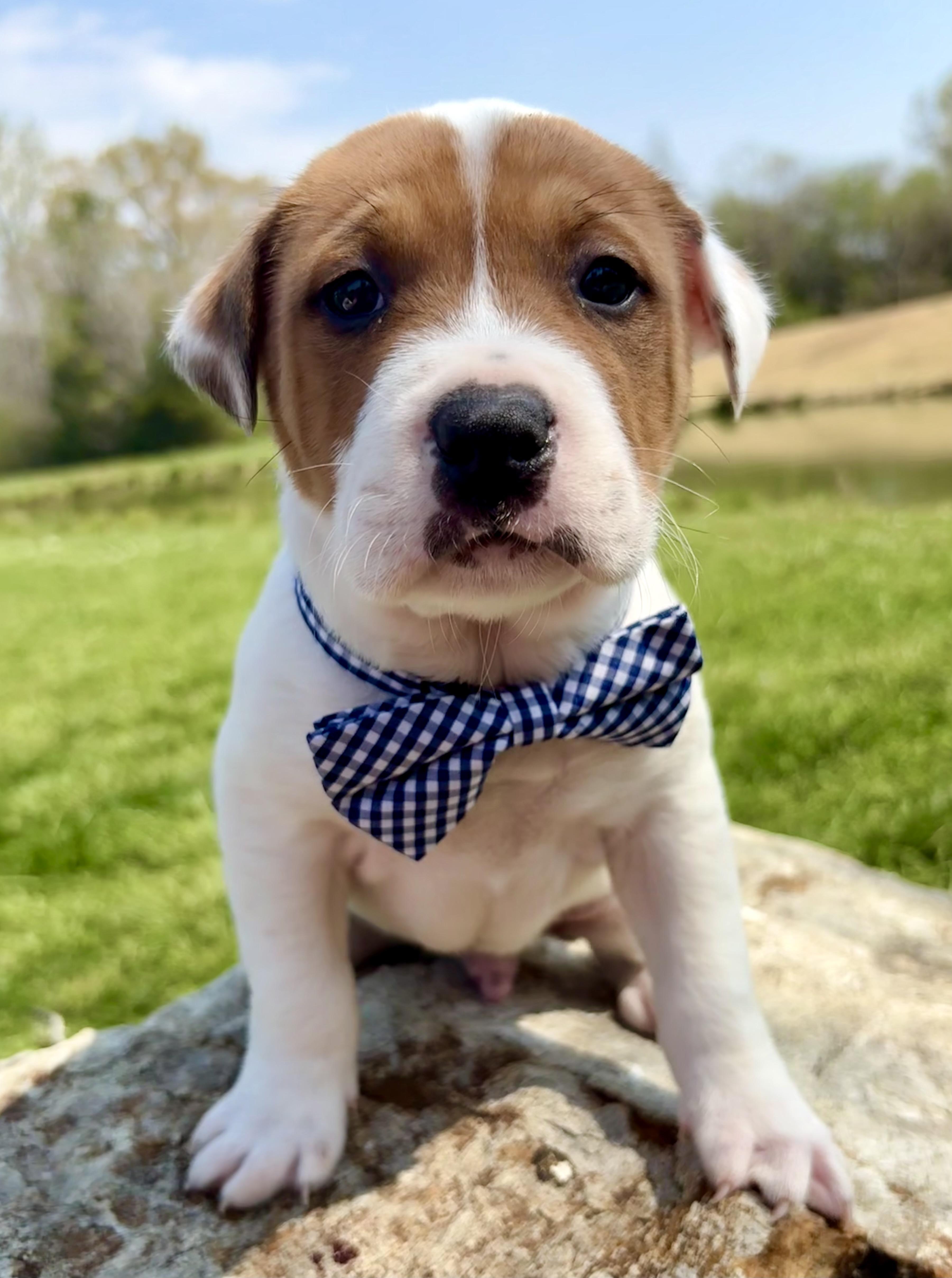 Tarragon thumbnail 2