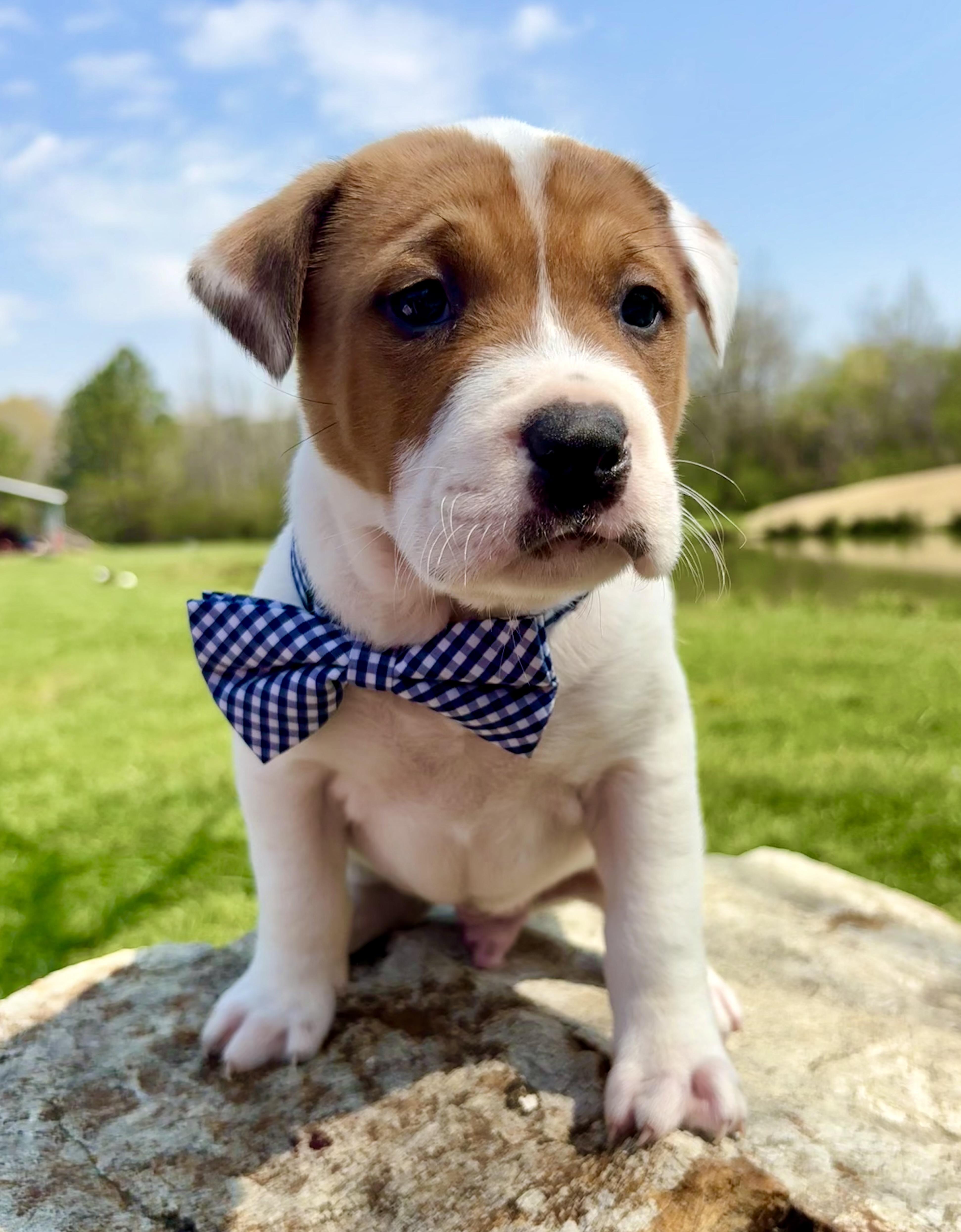 Tarragon thumbnail 3