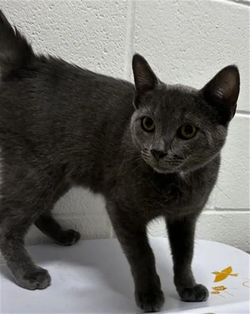 A young medium-sized male Domestic Short Hair cat named Mushu for adoption in Upper Marlboro, MD
