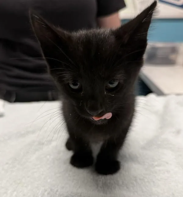 A baby small-sized female Domestic Short Hair cat named Wanda for adoption in Escondido, CA