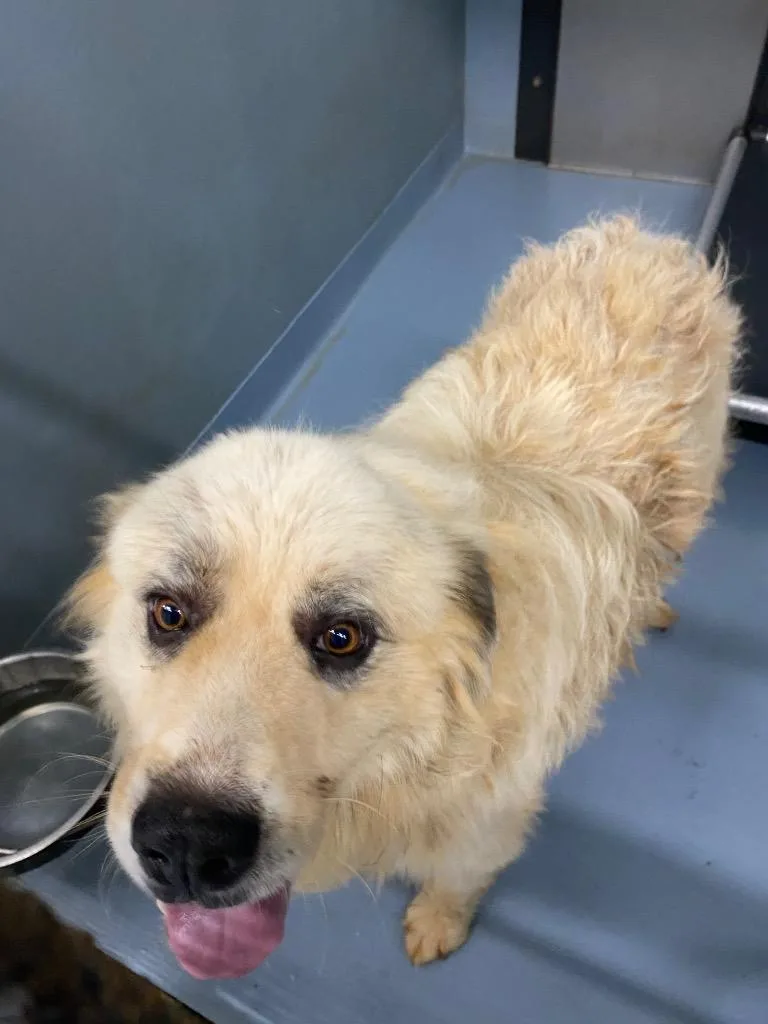 An adult large-sized male Great Pyrenees dog named Sir Humphrey Droolington for adoption in Cartersville , GA