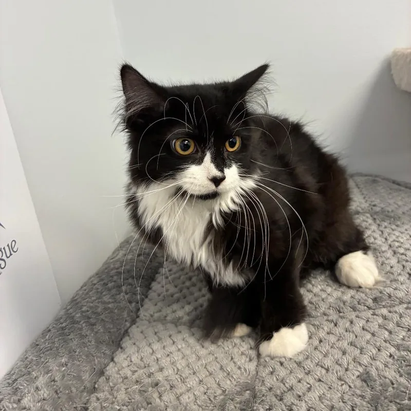 A baby medium-sized female Black Domestic Long Hair cat named Yoshi for adoption in Morganfield, KY