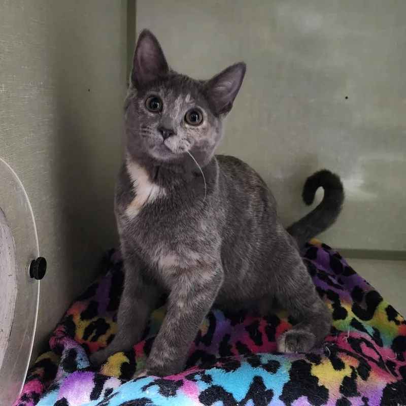 A young small-sized female Tortoiseshell Domestic Short Hair cat named Isabel for adoption in Monroe, MI