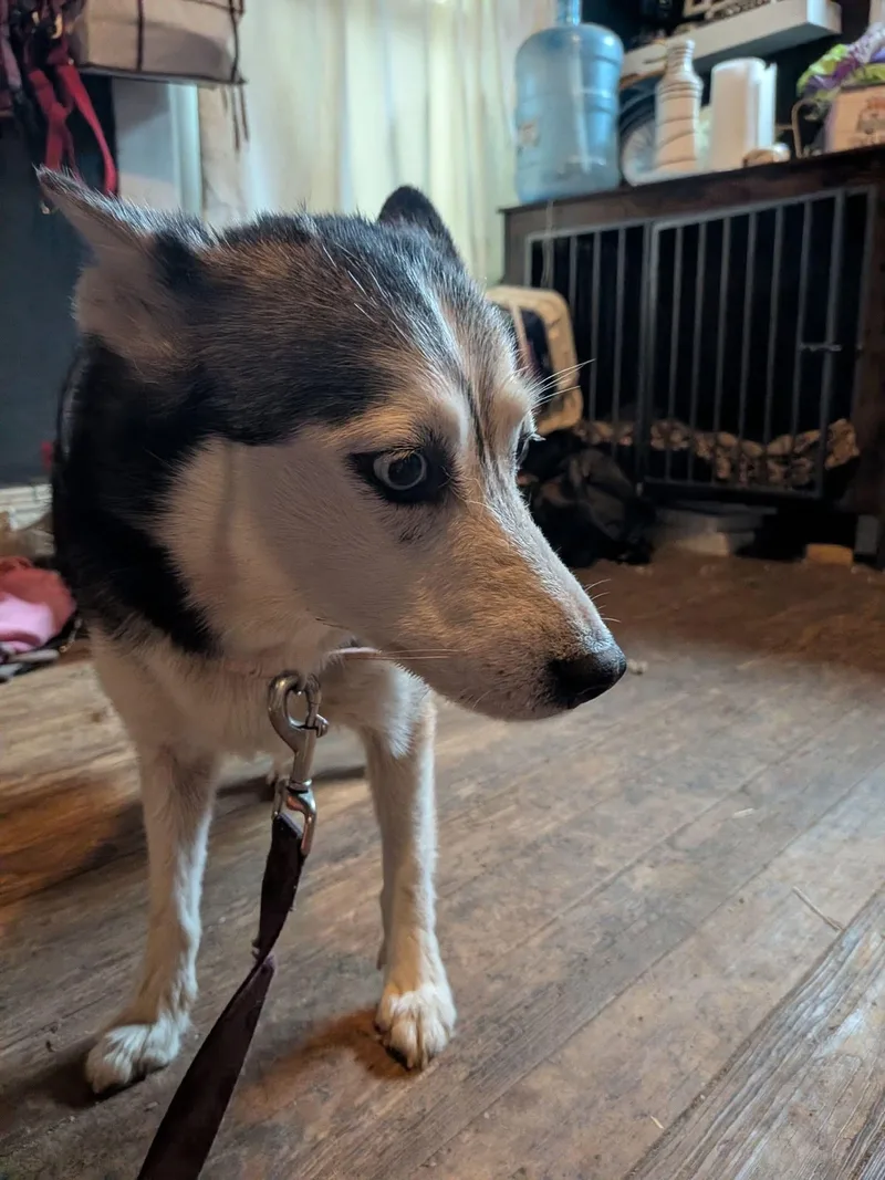 An adult small-sized female Pomsky dog named Arya for adoption in Toledo, OH