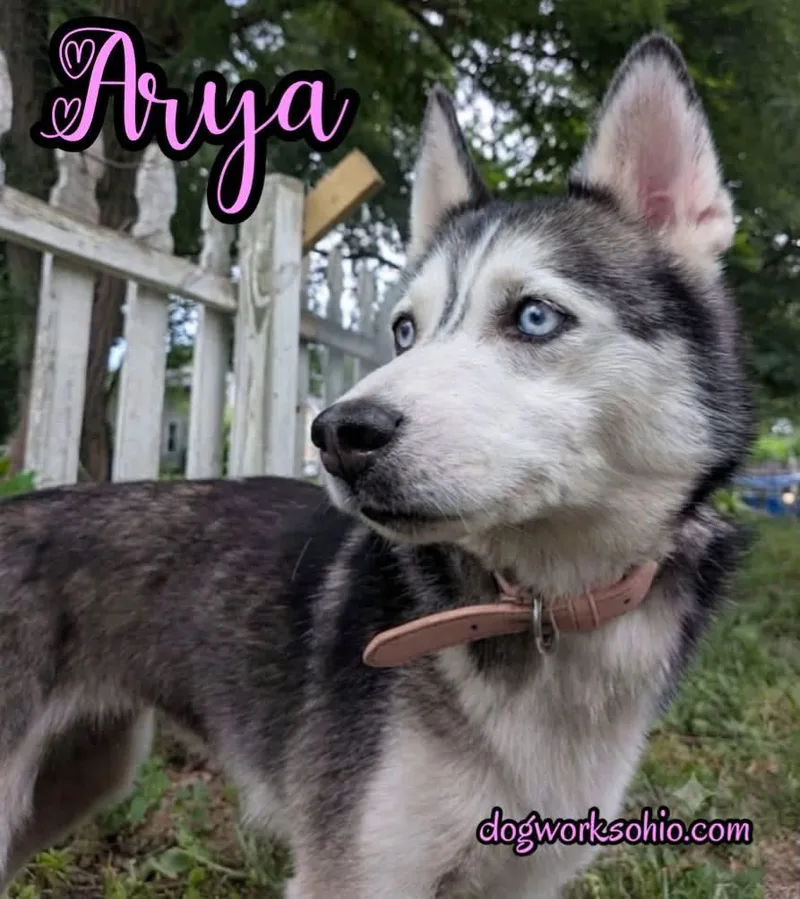 Arya thumbnail 3