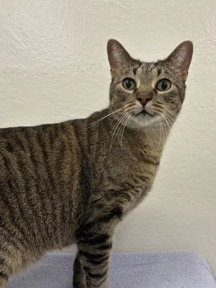 An adult large-sized female Domestic Short Hair cat named Snort for adoption in Mason, MI