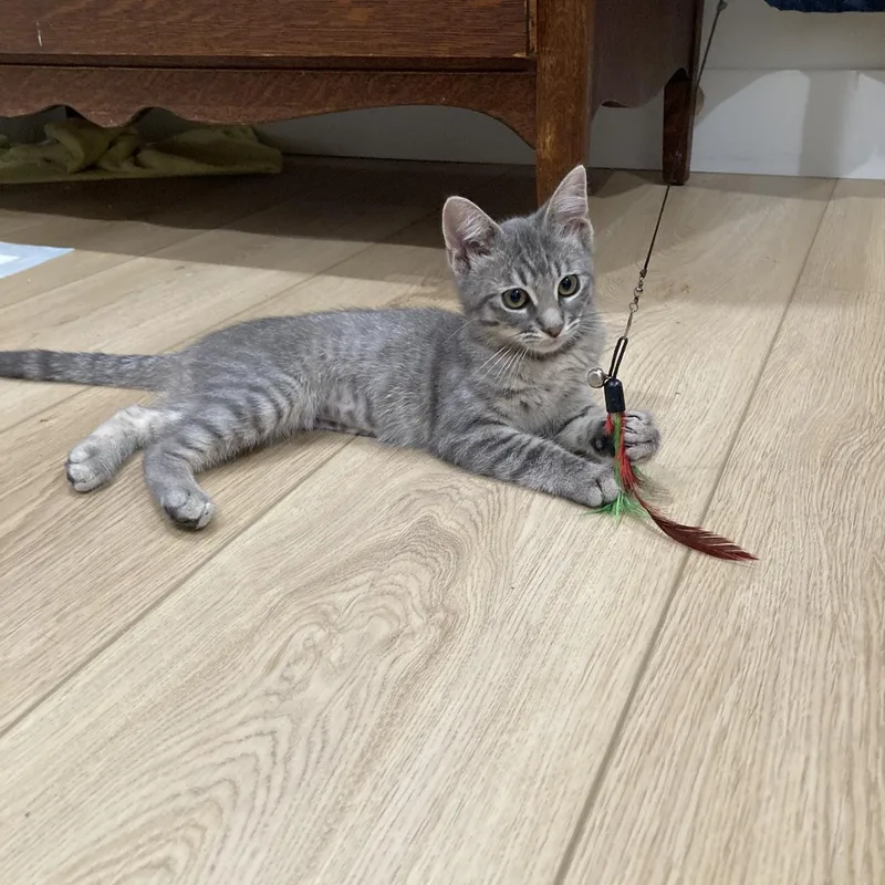 A baby small-sized female Tabby (Gray / Blue / Silver) Domestic Short Hair cat named Letty for adoption in Orange, CA