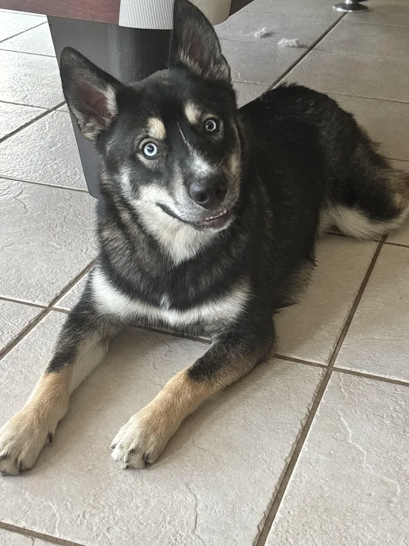 A young medium-sized male Bicolor German Shepherd Dog dog named Milo for adoption in Cleveland, TX