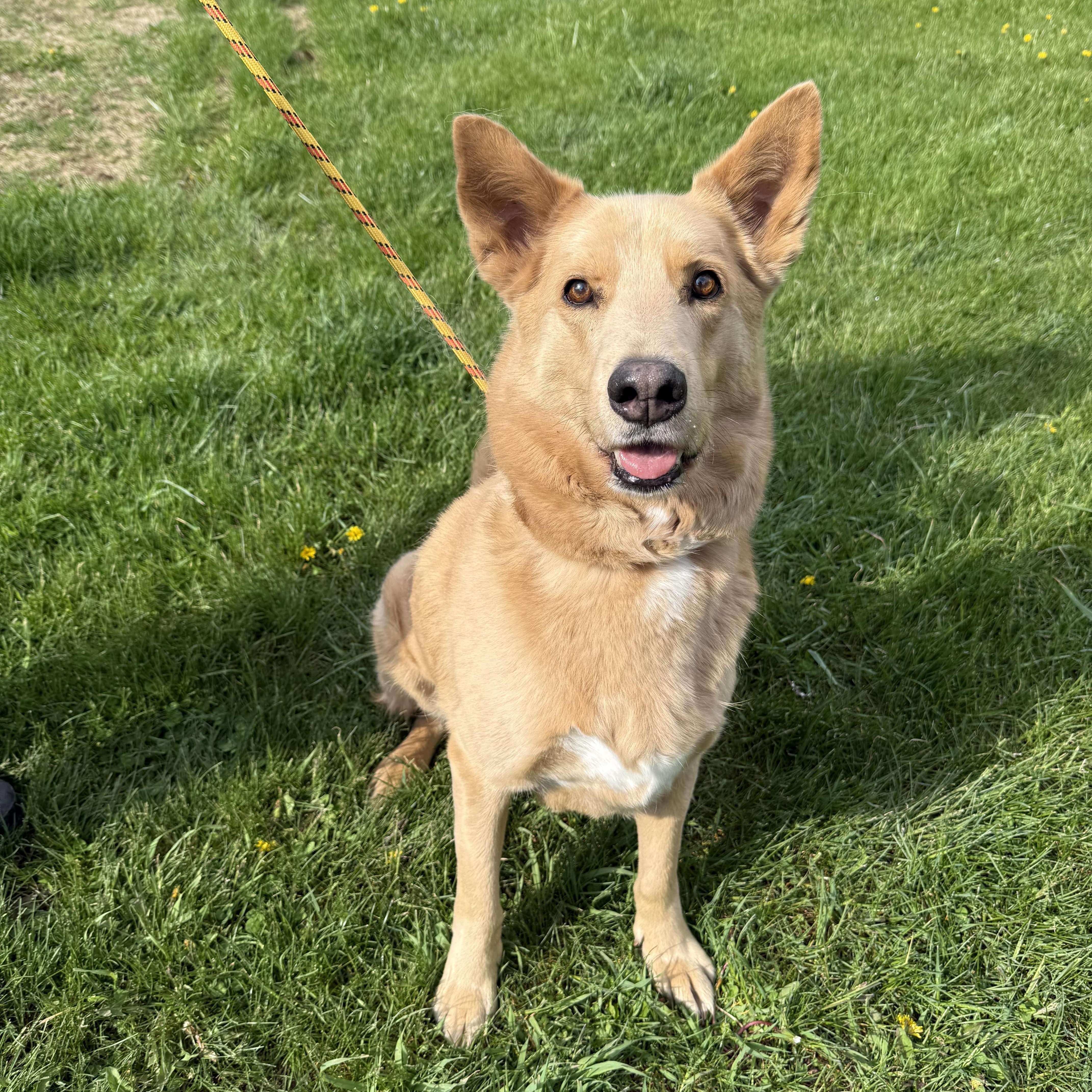 An adult large-sized male Apricot / Beige Husky dog named Bear for adoption in Delhi, NY