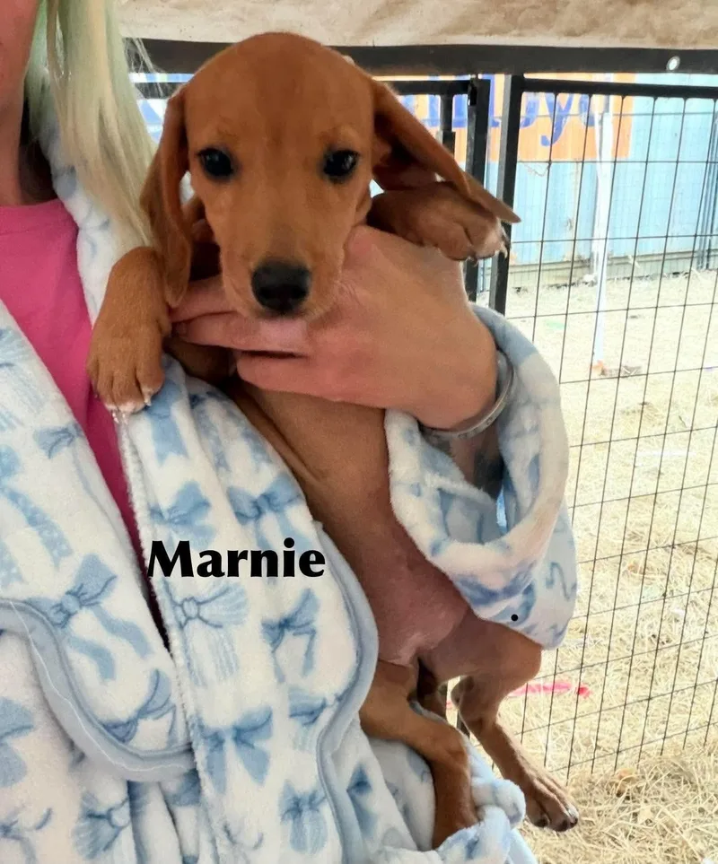 A baby small-sized female Dachshund dog named Marnie SS in MS for adoption in Warwick, RI