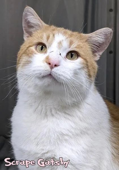 Scrape Gatsby thumbnail 2