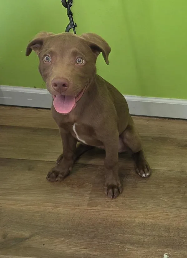 A baby small-sized male Labrador Retriever dog named Ron for adoption in Cleveland, TN