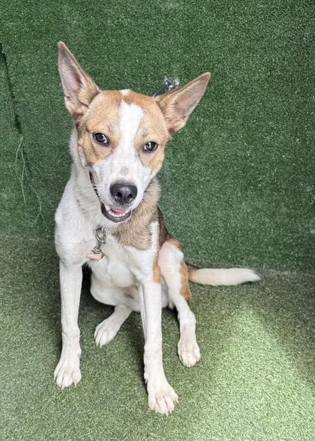 A young medium-sized female Australian Cattle Dog / Blue Heeler dog named A for adoption in Lancaster, CA