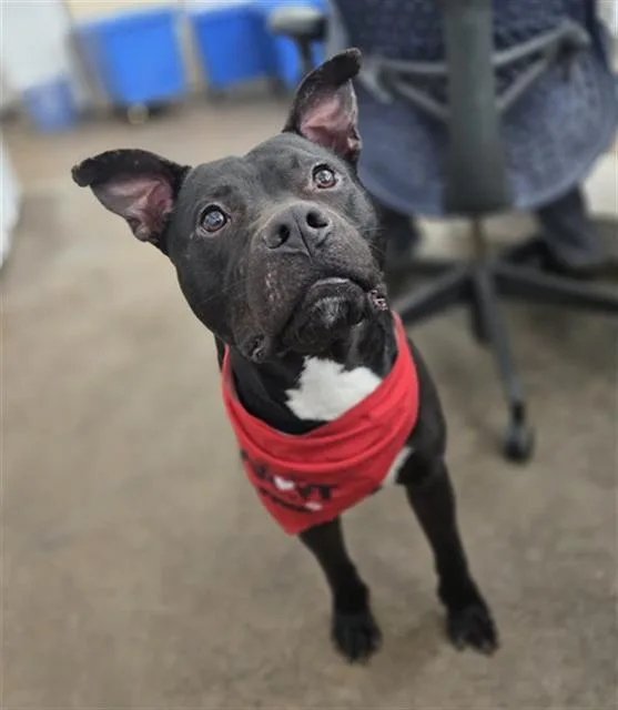 A young medium-sized male Mixed Breed dog named Sammich for adoption in Dallas, TX