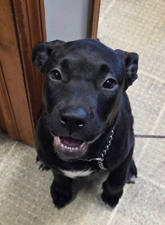 A young medium-sized female Labrador Retriever dog named Stormy for adoption in Spring Lake, NJ