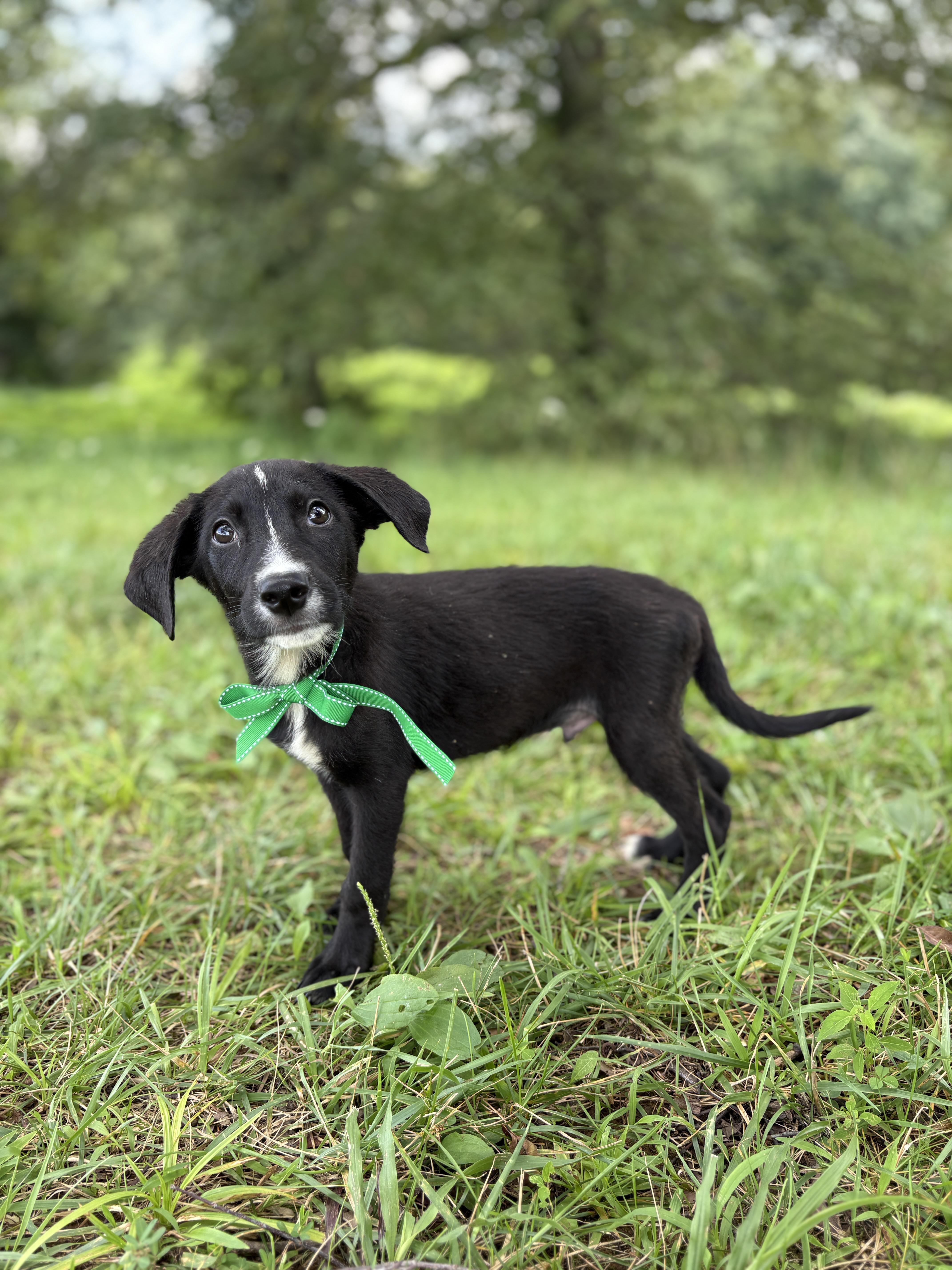 A baby small-sized male Black Mixed Breed dog named Snickers for adoption in Gradyville, KY