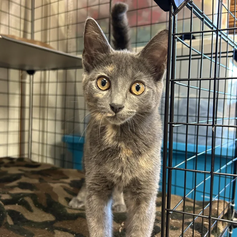 A young medium-sized female Domestic Short Hair cat named Pastel for adoption in St. Clair, MI