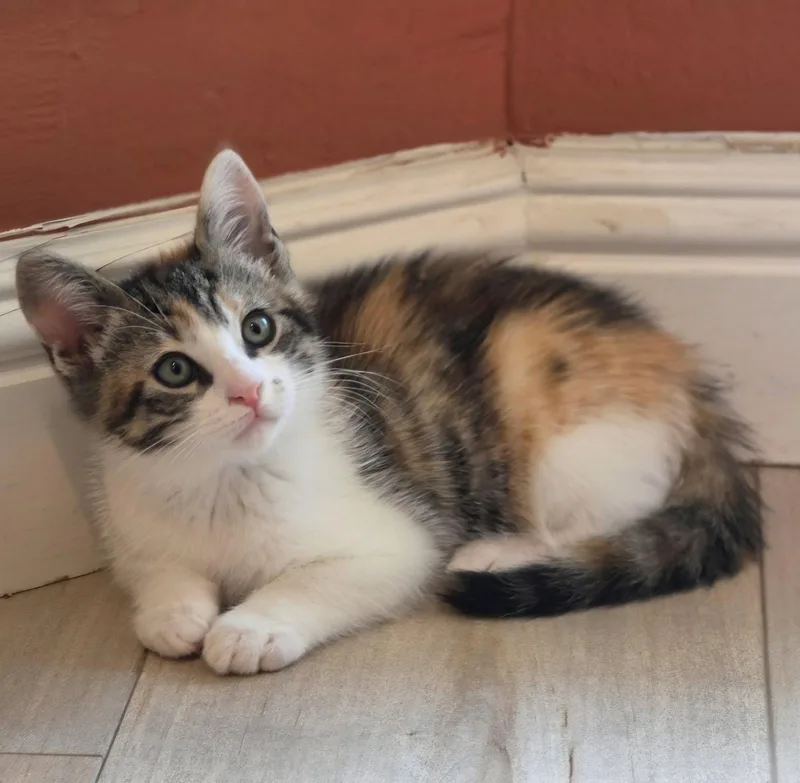 A baby medium-sized female Calico cat named Maple for adoption in Campbell, CA