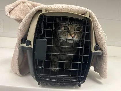 An adult medium-sized female Brown / Chocolate Domestic Short Hair cat named Patsy for adoption in Kansas City, MO