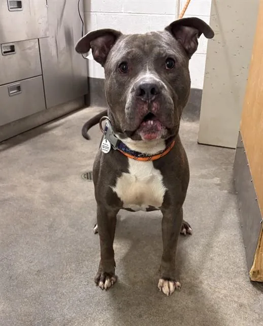 A young large-sized male Pit Bull Terrier dog named Guru for adoption in Upper Marlboro, MD