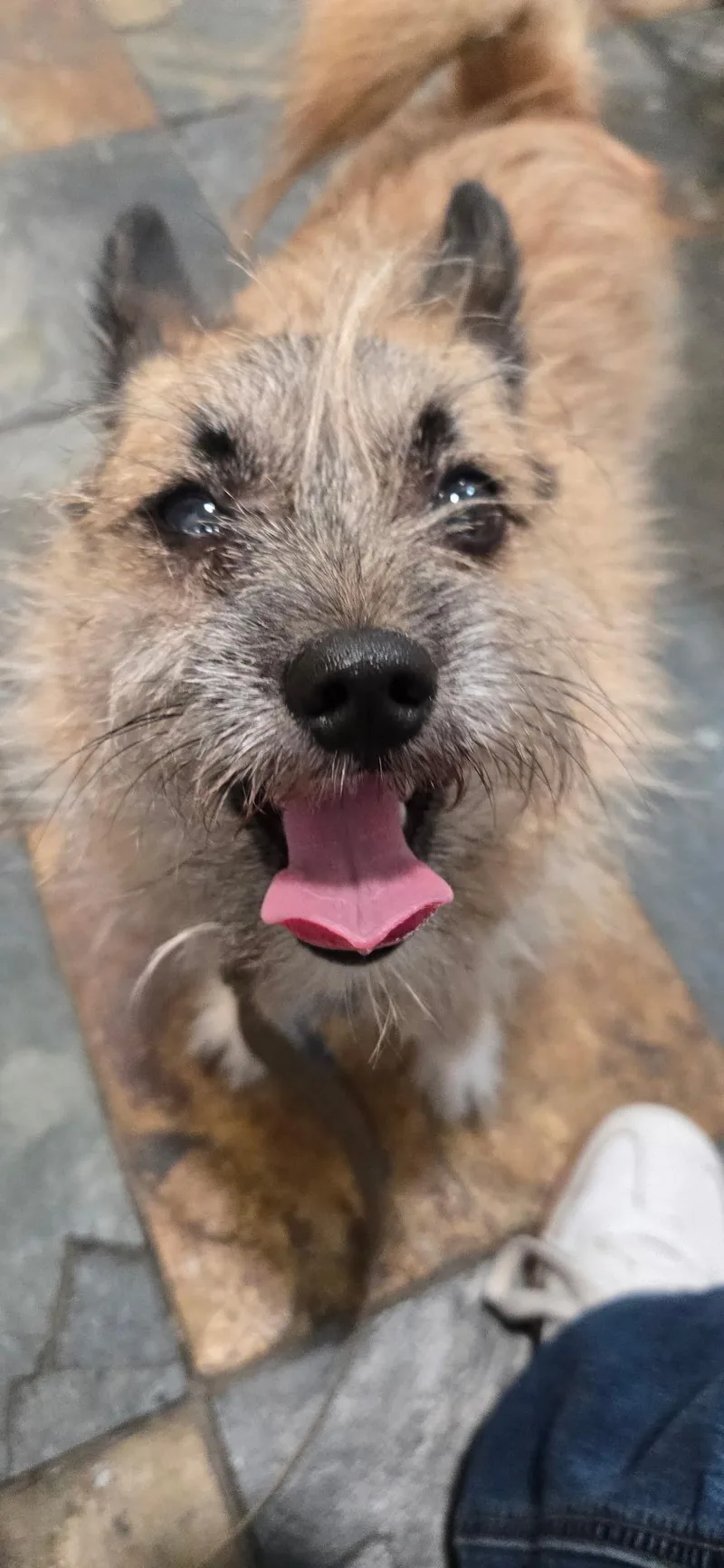 An adult small-sized female Apricot / Beige Pomeranian dog named Winnie for adoption in Maitland, FL