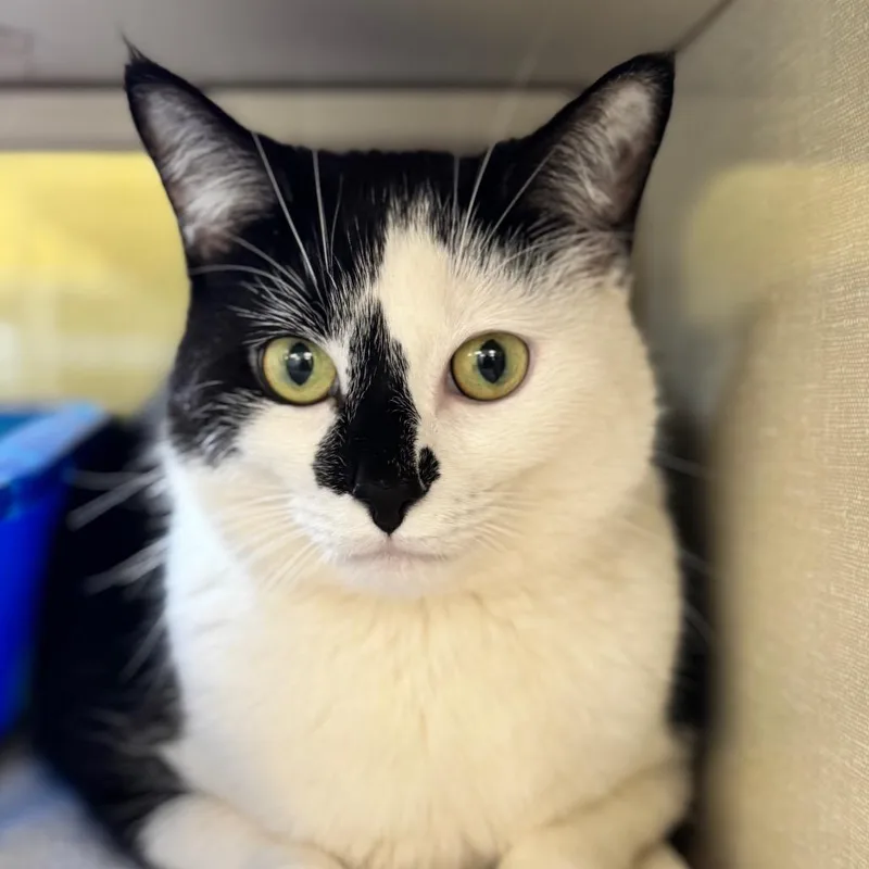 An adult large-sized female Black Domestic Short Hair cat named Jinx for adoption in West Olive, MI