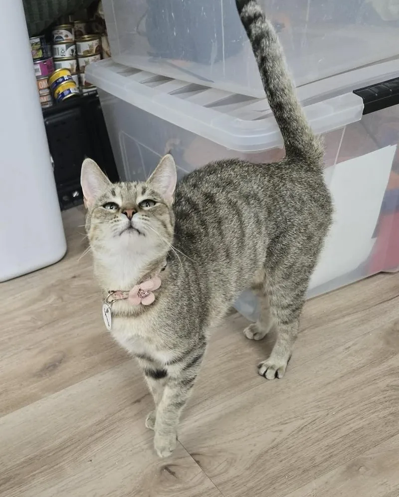 An adult medium-sized female Tabby (Brown / Chocolate) Domestic Short Hair cat named Equinox for adoption in tucson, AZ