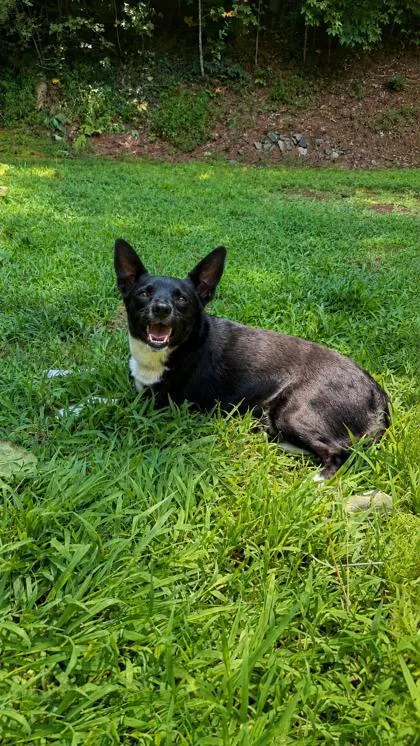 An adult small-sized female Mountain Cur dog named Cricket for adoption in Dahlonega, GA
