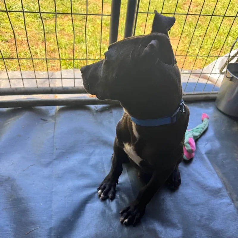 A baby medium-sized male Black American Bulldog dog named Diesel for adoption in Blairsville, GA
