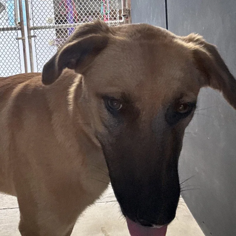 A young medium-sized female Shepherd dog named Pike for adoption in Dallas, TX