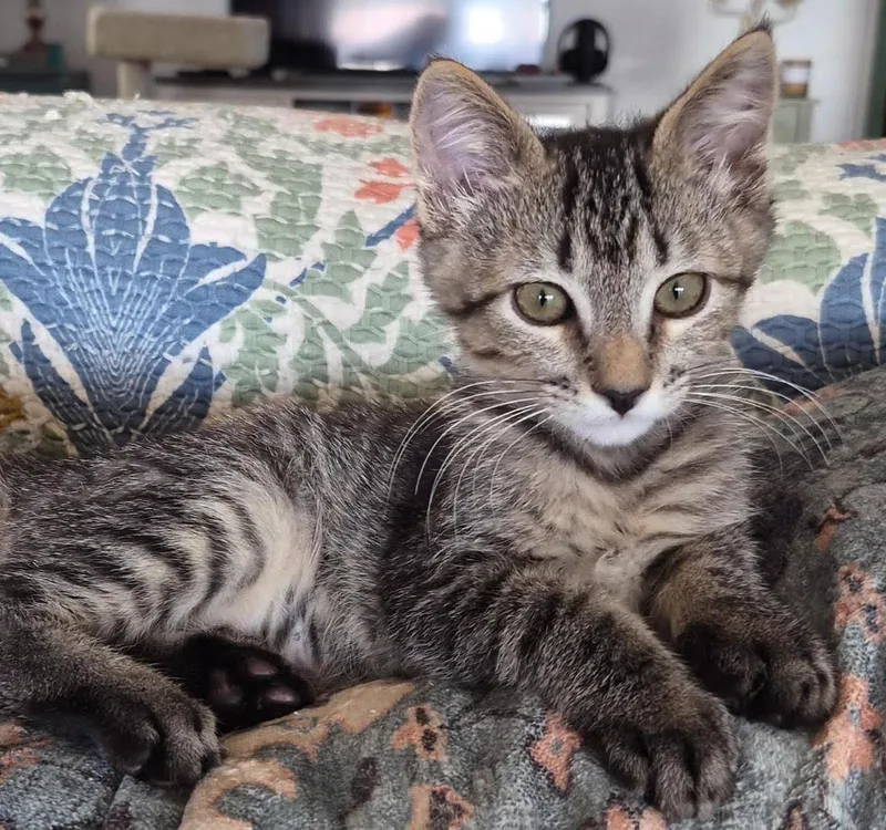 A baby medium-sized male Domestic Short Hair cat named Stevie for adoption in San Luis Obispo, CA