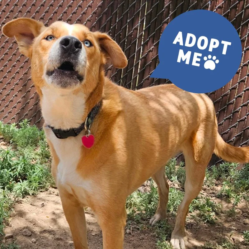 An adult large-sized male Yellow / Tan / Blond / Fawn Siberian Husky dog named Keyko  Butler Campus! for adoption in Flagstaff, AZ
