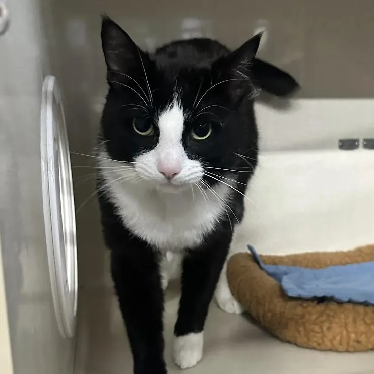 A young medium-sized male Black & White / Tuxedo Domestic Short Hair cat named Dag for adoption in Grand Rapids, MI