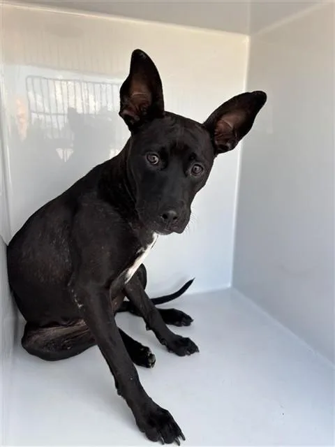 A young large-sized female Labrador Retriever dog named A for adoption in Houston, TX