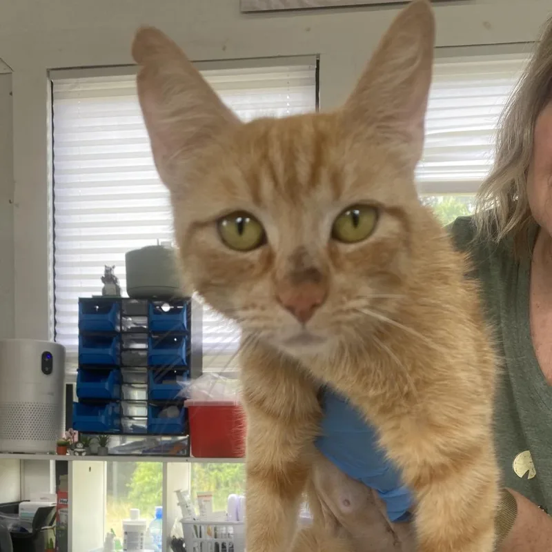 An adult medium-sized female Orange / Red Domestic Short Hair cat named Shelly for adoption in Chapel Hill, NC